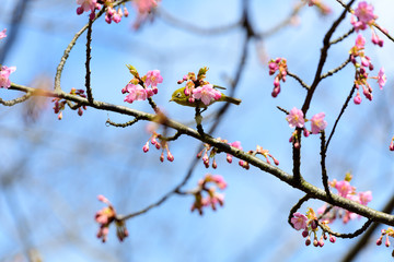 桜と小鳥