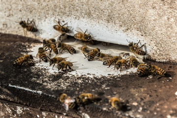 bees flying back in hive after a harvest period