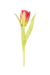 Red and yellow tulip on white background