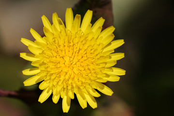 Yellow Flower