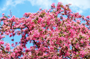 Obraz premium Flower bloom on tree on blue sky