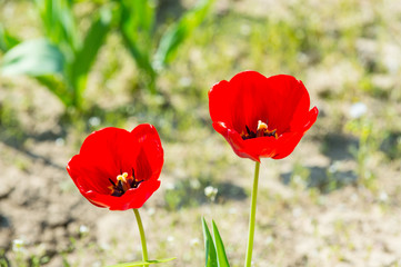 Spring, summer season