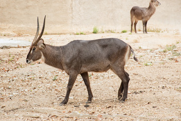 Female sable antelope (Hippotragus niger)