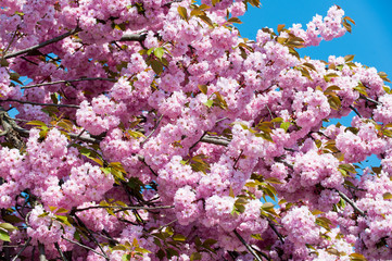 Cherry tree in pink flowers on blue sky, bloom