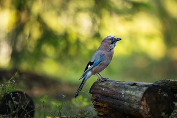 Garrulus glandarius. Mid-sized bird. Finnish nature. Karelia in Finland. Bird on the tree.