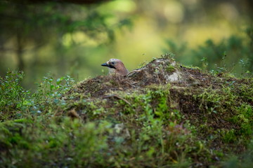 Garrulus glandarius. Mid-sized bird. Finnish nature. Karelia in Finland. Bird on the tree.