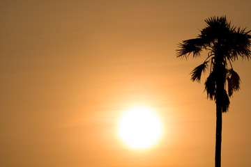 Sugar palm tree at sunset.