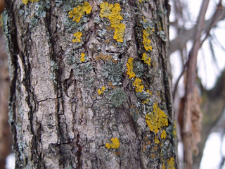 Old tree bark 2