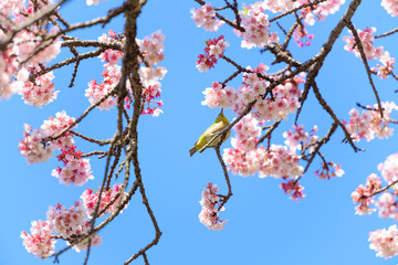 寒桜とメジロ