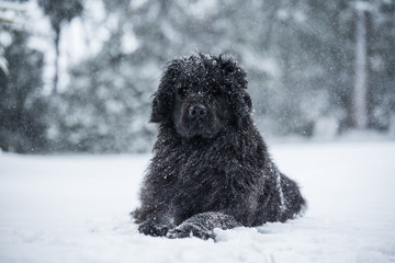 newfoundland dog santa christmas cute xmas valentine love