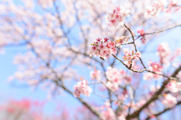 早春の寒桜