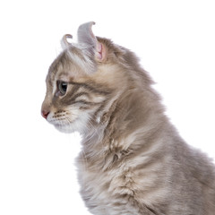 Profile head shot from Lilac blotched tabby American Curl cat / kitten looking to the side isolated on white background