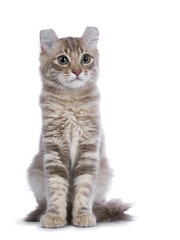 Lilac blotched tabby American Curl cat / kitten sitting straight up front side  to camera looking next to the camera isolated on white background