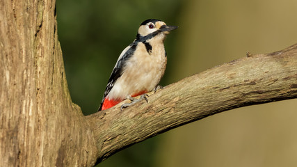 Great spotted Woodpecker