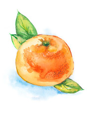 Watercolor illustration of a tangerine. Ripe mandarin or orange with green leaves isolated on white background
