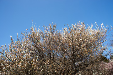 梅の風景・遠景