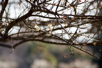 Fototapeta na wymiar 咲き始めの梅