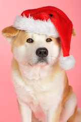 Akita Inu mit Weihnachtsmütze auf pinkem Hintergrund