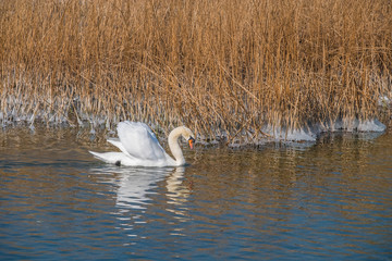 Early spring ritual, a swan couple perform their pairing dance, view from the Holzsteg, a footbridge crossing the Upper Zurich Lake between Rapperswil and Hurden, Sankt Gallen, Schwyz, Switzerland