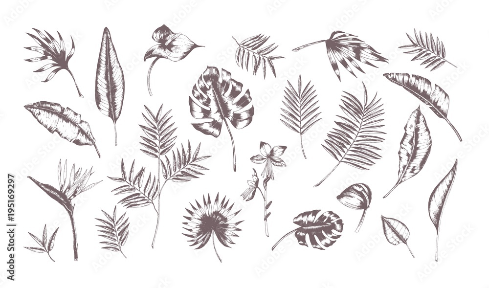 Poster set of exotic leaves of different plants hand drawn with contour lines on white background. collecti