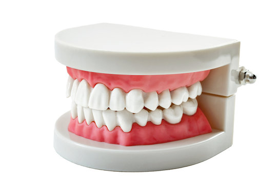 Studying dentistry and dentist office concept with a study teeth model on white background with a clipping path included