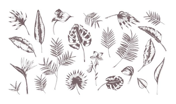 Set of exotic leaves of different plants hand drawn with contour lines on white background. Collection of tropical foliage of various size and shape. Monochrome realistic vector illustration.