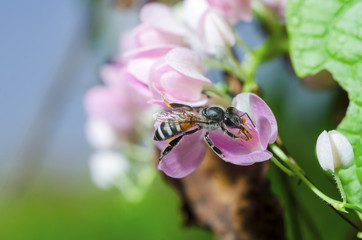 The bee is sucking sweet nectar from pink pollen.