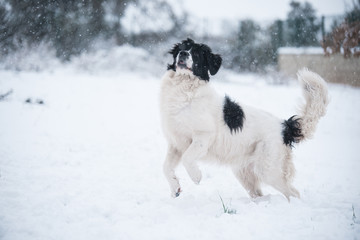 Fototapeta na wymiar landseer in the snow winter white playing pure breed