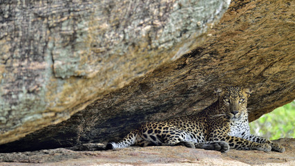 Leopard on a rock. The Female of Sri Lankan leopard (Panthera pardus kotiya). Sri Lanka. Yala National Park.