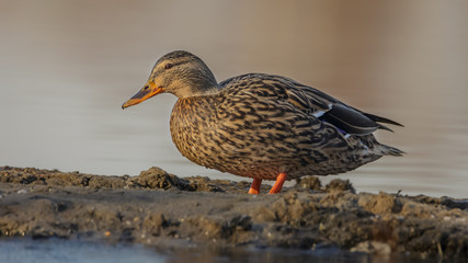 Wild female Duck