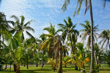 Fototapeta premium Palm trees in the public garden with nice clear blue sky.