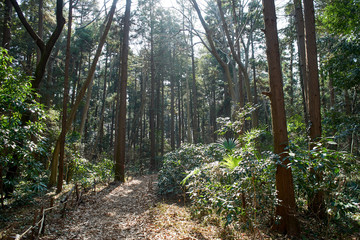 Fototapeta premium 森の道