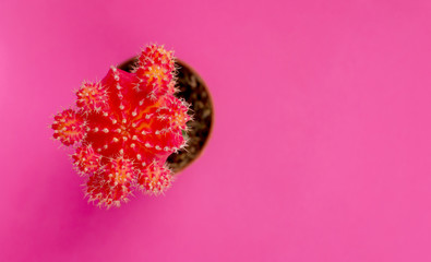 Top view of ruby ball cactus plant in vase on pink background