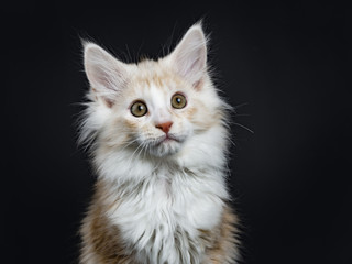 Head shot of creme Maine Coon cat / kitten looking at camera isolated on black background