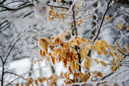 arbre froid