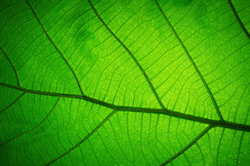 Naklejka na ściany i meble Leaf texture pattern for spring background,texture of green leaves,ecology concept