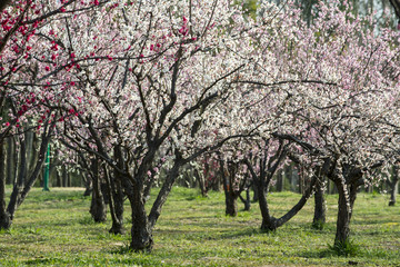 spring and plum blossom