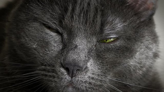 Portrait of black cat with green eyes, close up