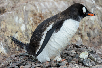 Naklejka premium Gentoo penguin with egg in nest