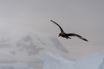 Antarctic scua flying