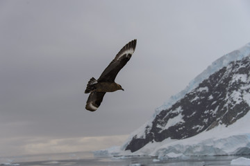 Antarctic scua flying