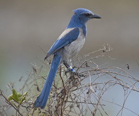 Florida Scrub-Jay