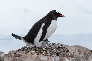Gentoo penguin with chicks in nest