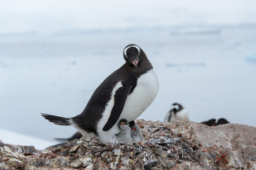 Obraz premium Gentoo penguin with chicks in nest