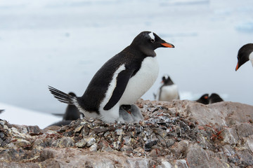 Gentoo penguin with chicks in nest
