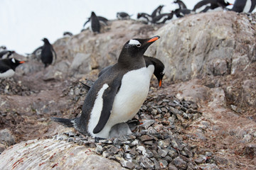 Gentoo penguin with in nest