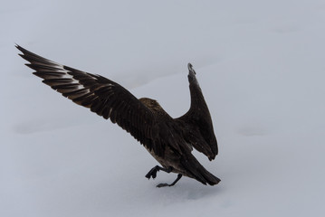  Antarctic scua on snow