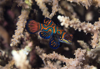 Mandarin fish (Synchiropus splendidus)