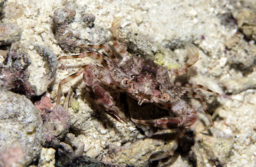 Portunus swimming crab, possibly Portunus spiniferus (now known as Xiphonectes spiniferus) 
