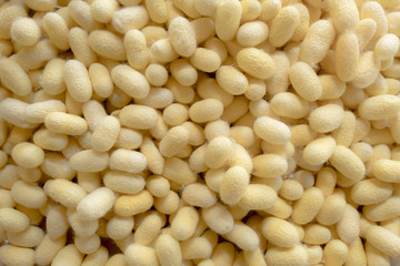 Silkworm cocoon, Background,a source of silk thread and silk